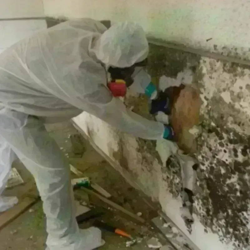 Mold Remediation and Removal in Del Norte County, CA